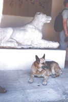 Kerameikos-Museum: zwei Hunde