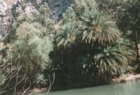Große Palme am Flußufer