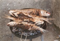 Fisch auf dem Grill