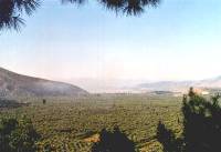Blick über den Olivenhain Richtung Itea