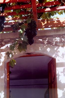 Weintrauben im Töpferdorf