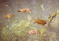 Sumpfschildkröten im See von Kaiafas