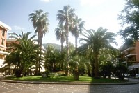 Palmen am Piazza Lauro