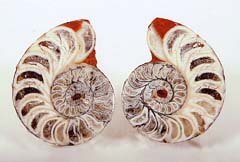 Ammoniten aus Epidaurus