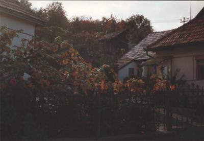 Weingarten in Hollokö