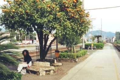 Orangenbäume im Bahnhof Sestri Levante
