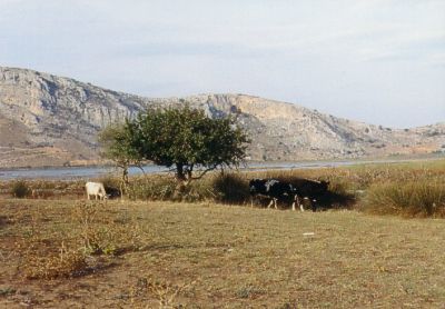 Am Prokopos-See wird geweidet
