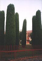 Bäume in Sirmione