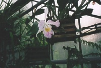 Orchidee im Botanischen Garten