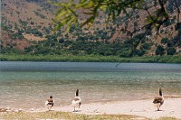Kournas See - Kretas einziger Süßwassersee