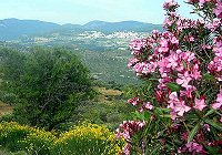Blühendes Samos