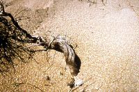 Voidokiliabucht - Wurzel im Sand