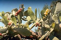 Kaktusfeigen