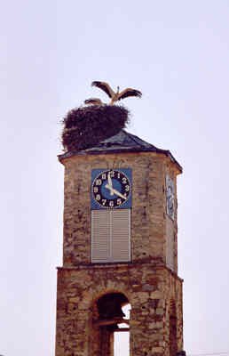 Storchennest auf dem Kirchturm