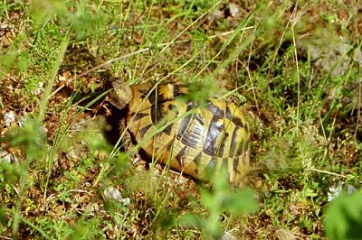 Schildkröte am Wanderweg