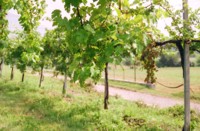 Wandern durch Weinreben (Franciacorte)