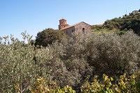 Inmitten von Olivenbäumen die Kirche