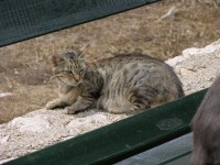 Sudurad - ganz entspannte Katze