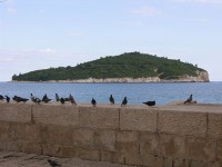 Tauben vor der Insel Lokrum