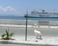 Pelikan im Hafen von Tinos