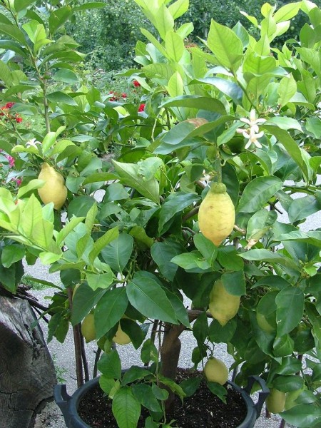 Zitronenbäumchen in Marling