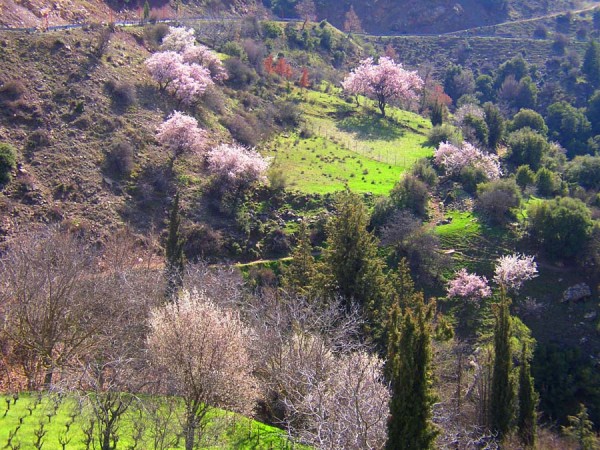 Mandelblüte in den Bergen bei Aegion