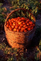 06:00 Uhr - Frische Santorin-Tomaten