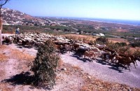 Ziegenherde auf Santorin