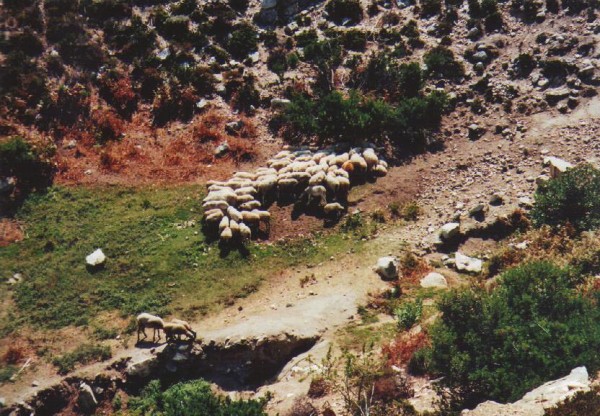 Schafe im Süden der Sithonia
