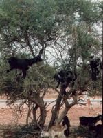 Gedränge im Arganier (eine Art Olivenbaum)