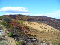 Verbrannte Erde 2007 bei Argalasti