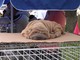 Schlafende Hunde weckt man nicht - Markt in Fonyod