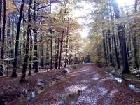 Rantzauer Forst im Herbst