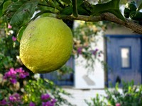 Zitronenbaum in Volax