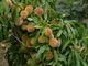 Vourliotes-Pfirsiche im Garten, welch eine Pracht