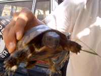 Schildkröte auf der Strasse nach Parga