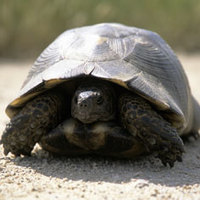 Sardische Landschildkröten