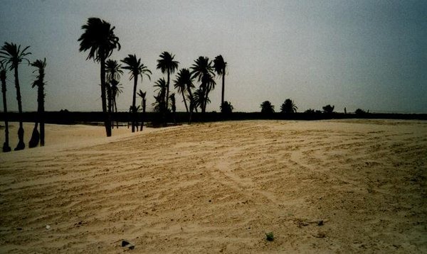 Palmen in der Sandwüste