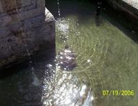 Im Brunnen von Seborga lebt eine Schildkröte