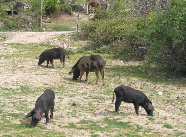Schweine am Weg