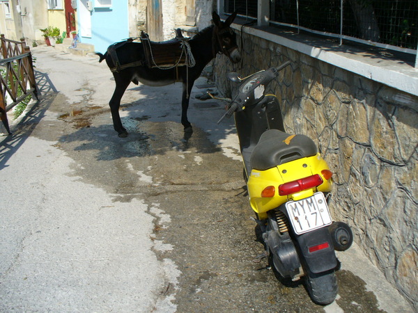 Esel oder Moped