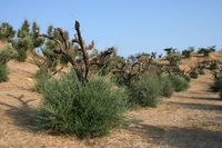 Olivenbäume 1 Jahr nach dem Feuer