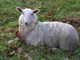 Schaf im Herbst in Machynlleth