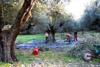 Olivenernte in Hatsi Aegialia