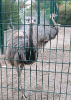 Parc Phönix: Strausse oder Emus ?