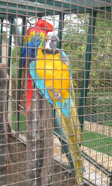 Papageien im Parc Phoenix