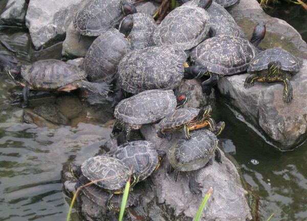 Parc Phoenix, Schildkröten