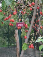 Parc Phoenix, Tomatenbaum aus Brasilien