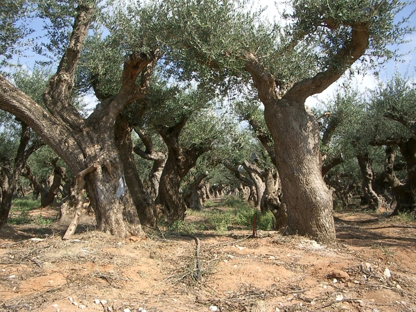 erwürdige Olivenbäume