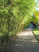 Thuret-Garten mit Bambus